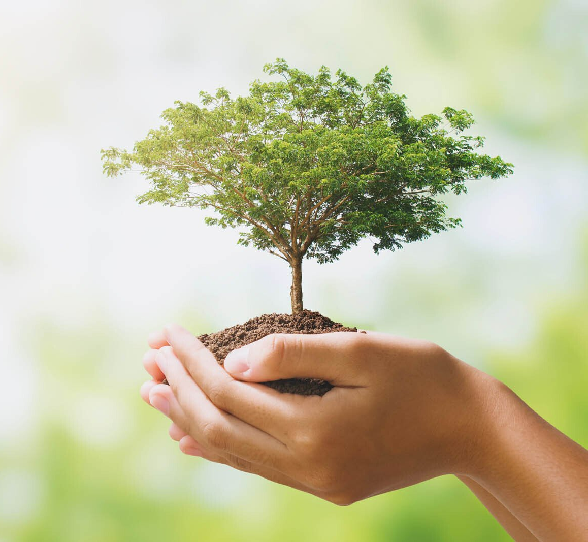 Montage d'un grand arbre planté sur la terre tenue par les mains d'une femme