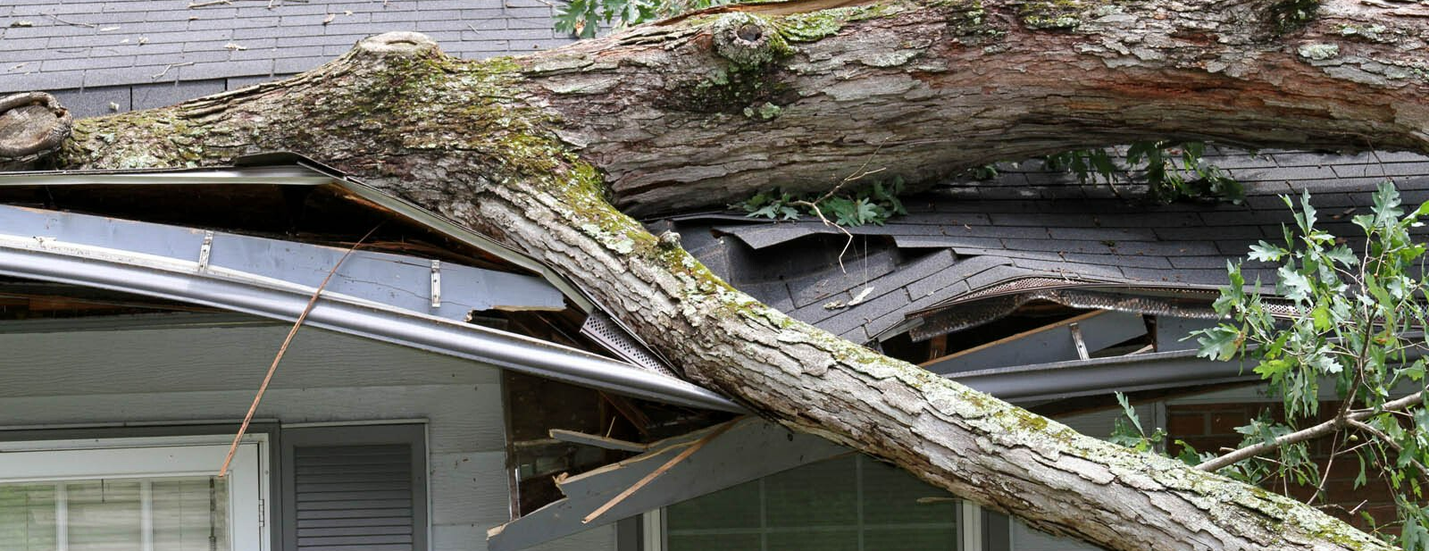 Arbre qui est tombé sur la toiture d'une maison après une tempête