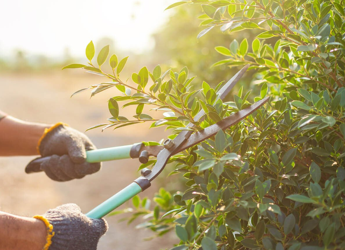 Rabattage des haies par un spécialiste