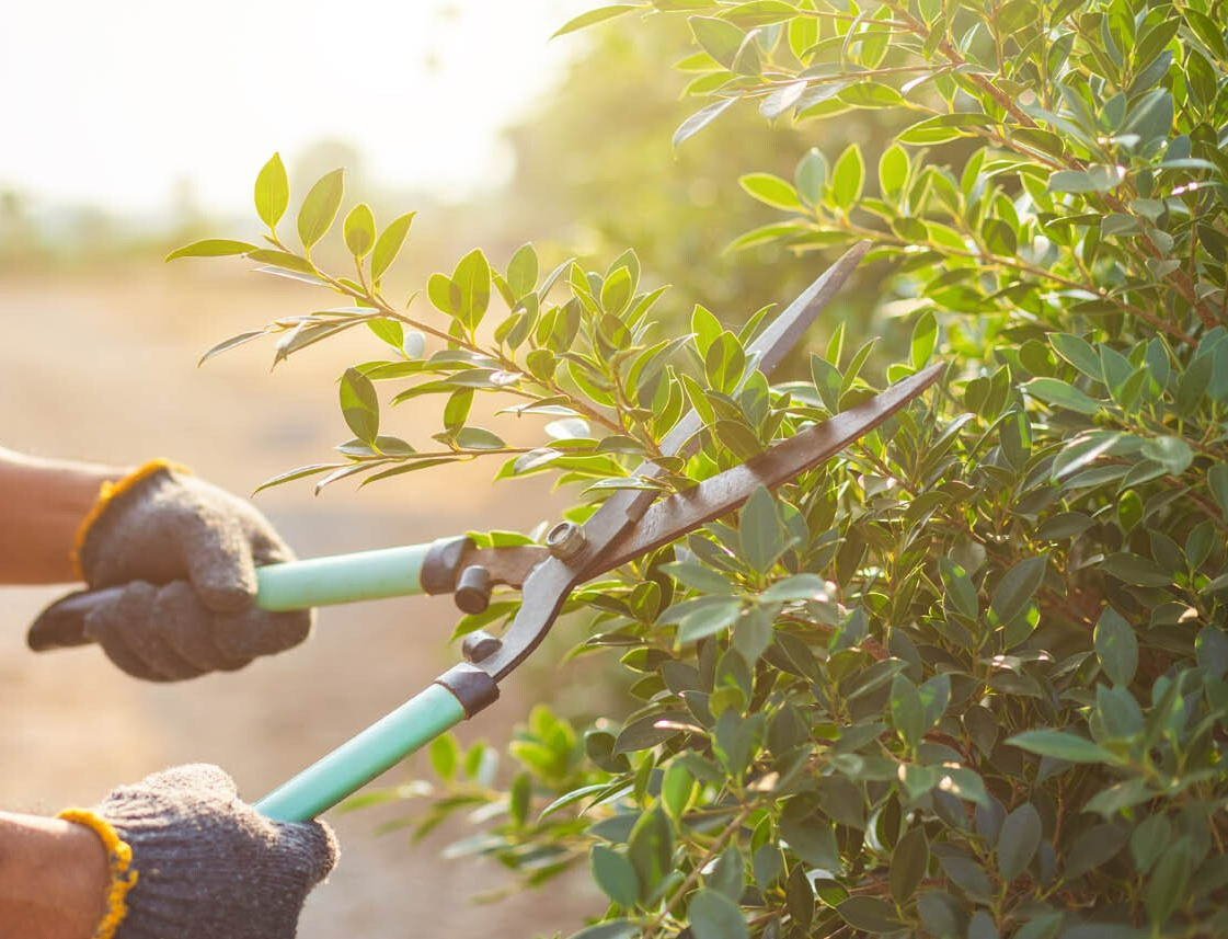 Spécialiste avec des gants coupant les branches des haies