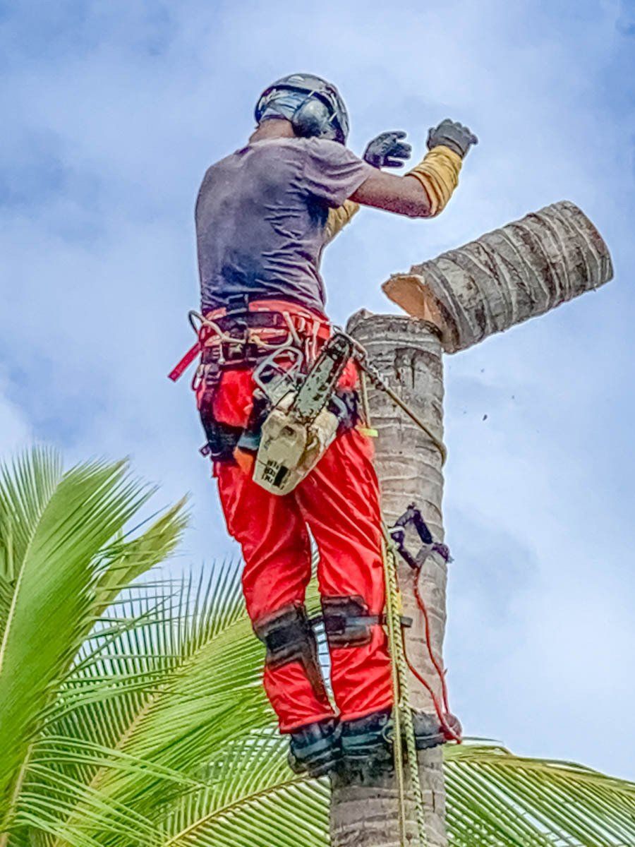 Spécialiste réalisant l'élagage d'un arbre