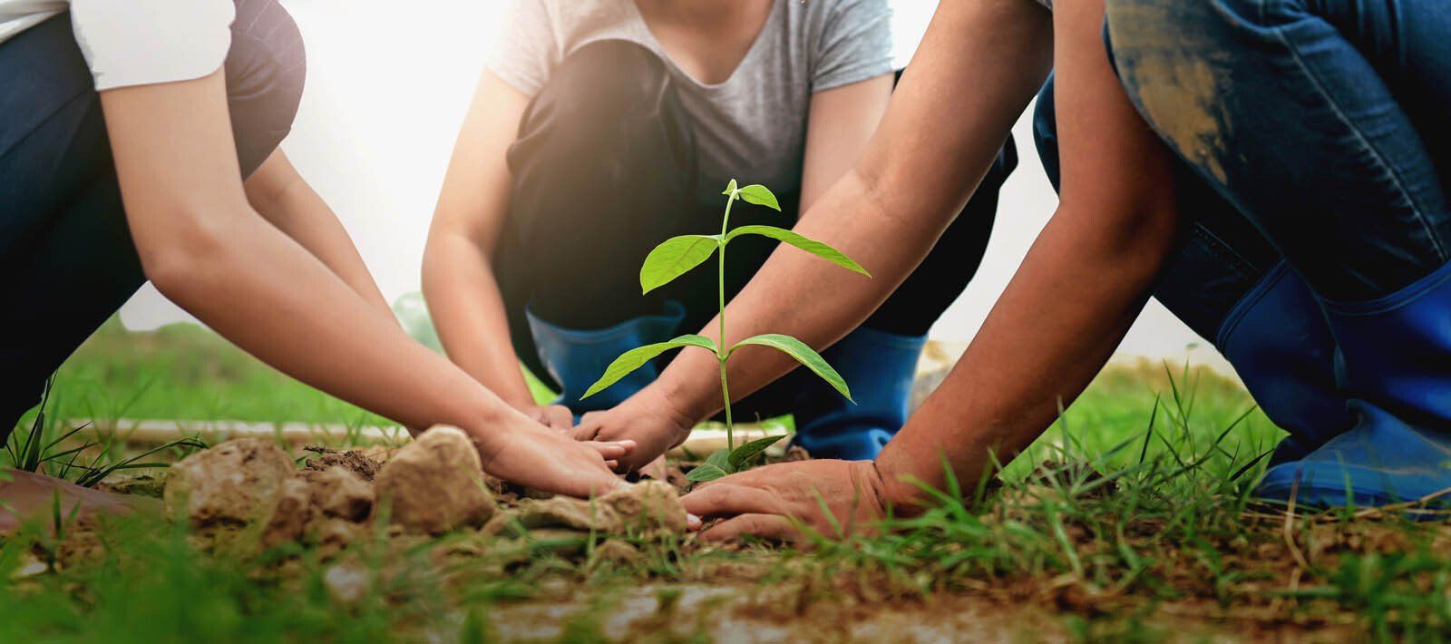 Trois personnes en train de planter une petite plante