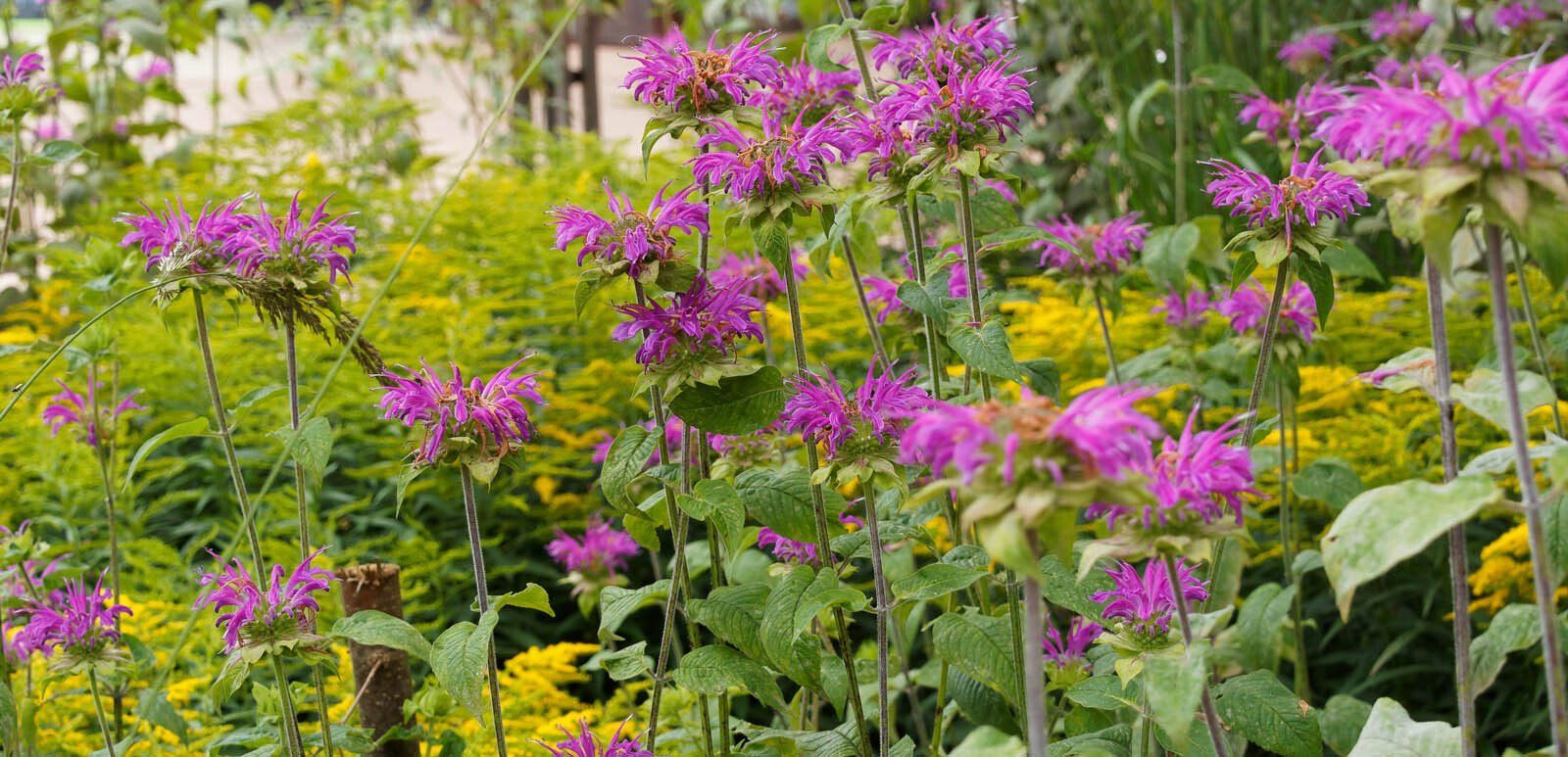 Fleurs vivaces de couleur violettes