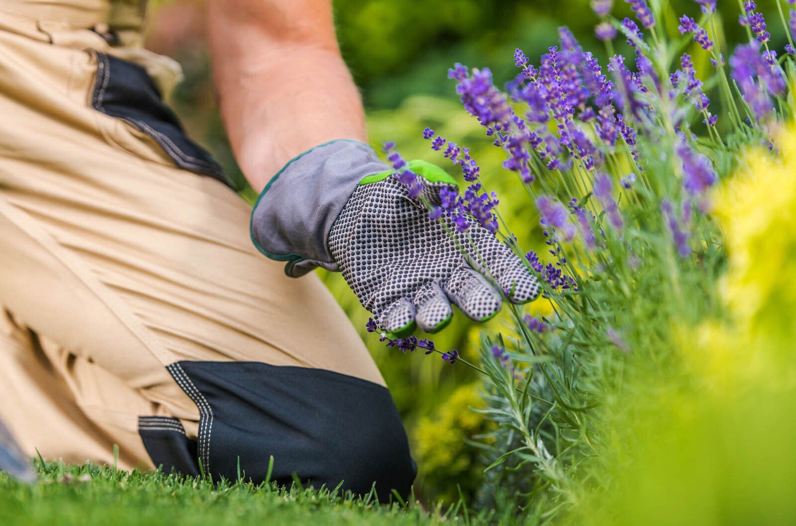 Paysagiste prenant soin d'une plante