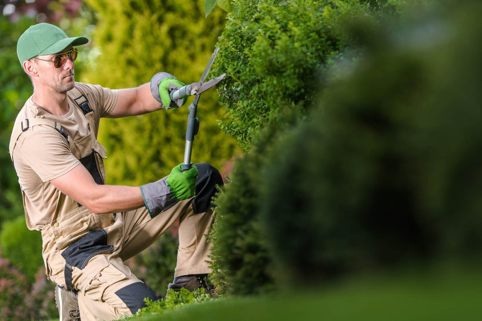Spécialiste réalisant l'élagage d'une haie