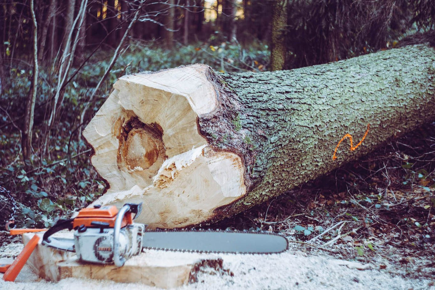 Tronçonneuse orange avec un tronc d'arbre derrière