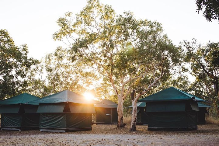 Zone de camping avec plusieurs tentes et arbres