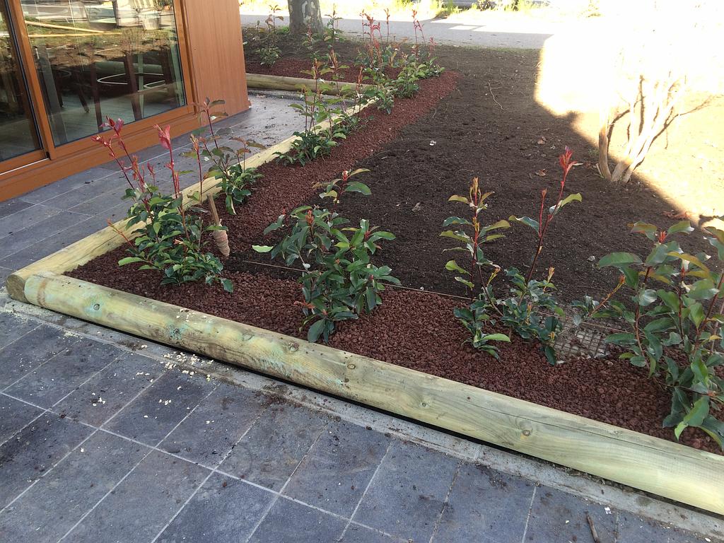 Plusieurs fleurs plantées par l'entreprise Isère Paysage