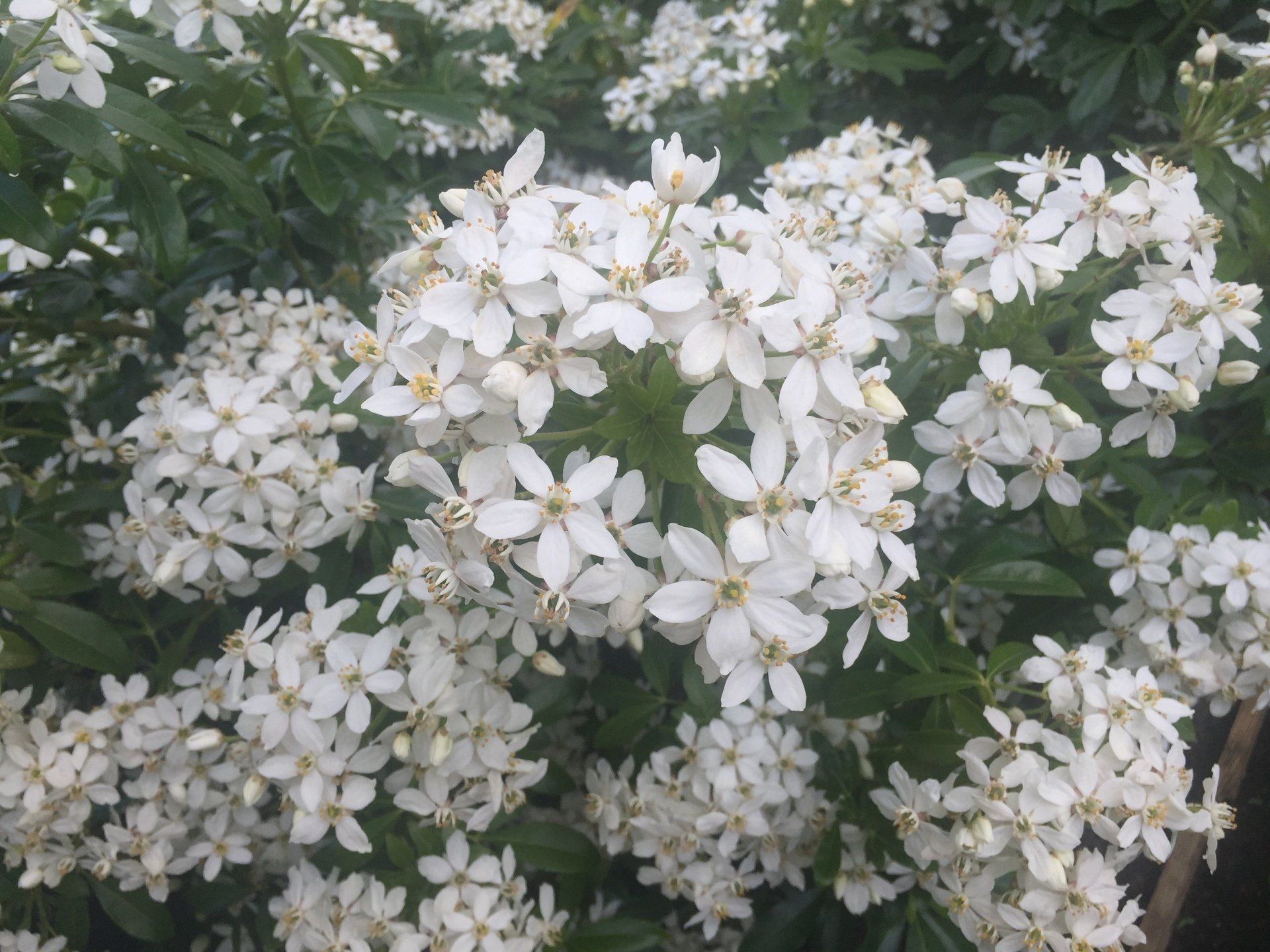 Premier plan des plantes vivaces blanches