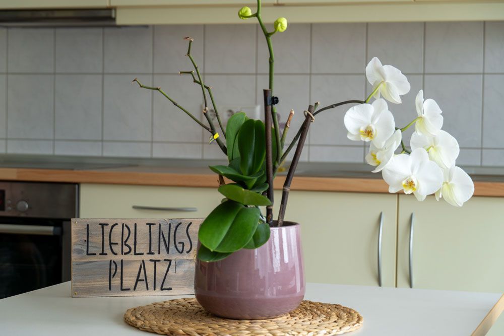 Eine weiße Orchidee in einer lila Vase auf der Küchentheke neben einem Schild mit der Aufschrift „Lieblings Platz“.