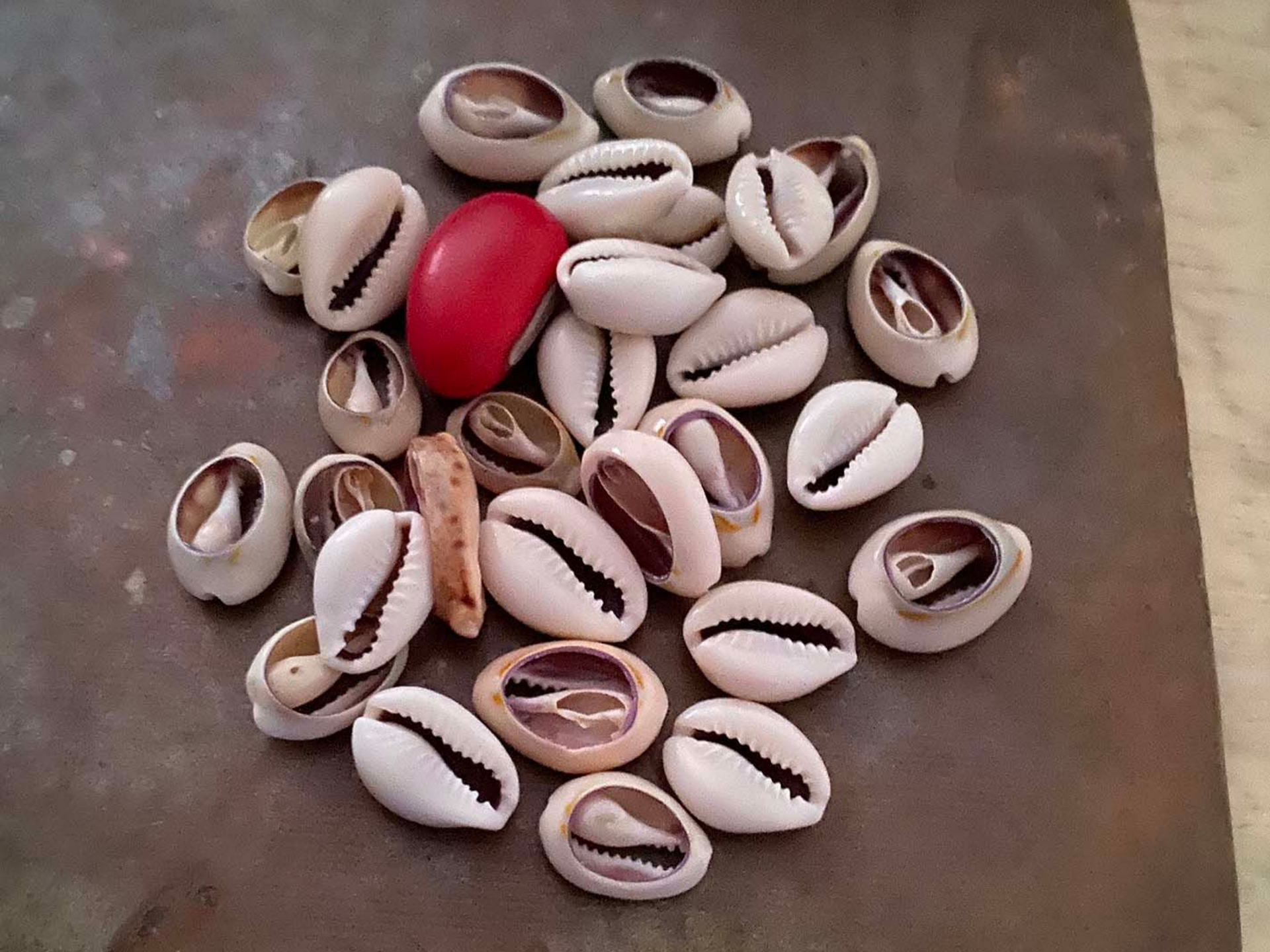 Un tas de coquillages cauris blancs et bruns sur une surface brune, avec une seule perle rouge.