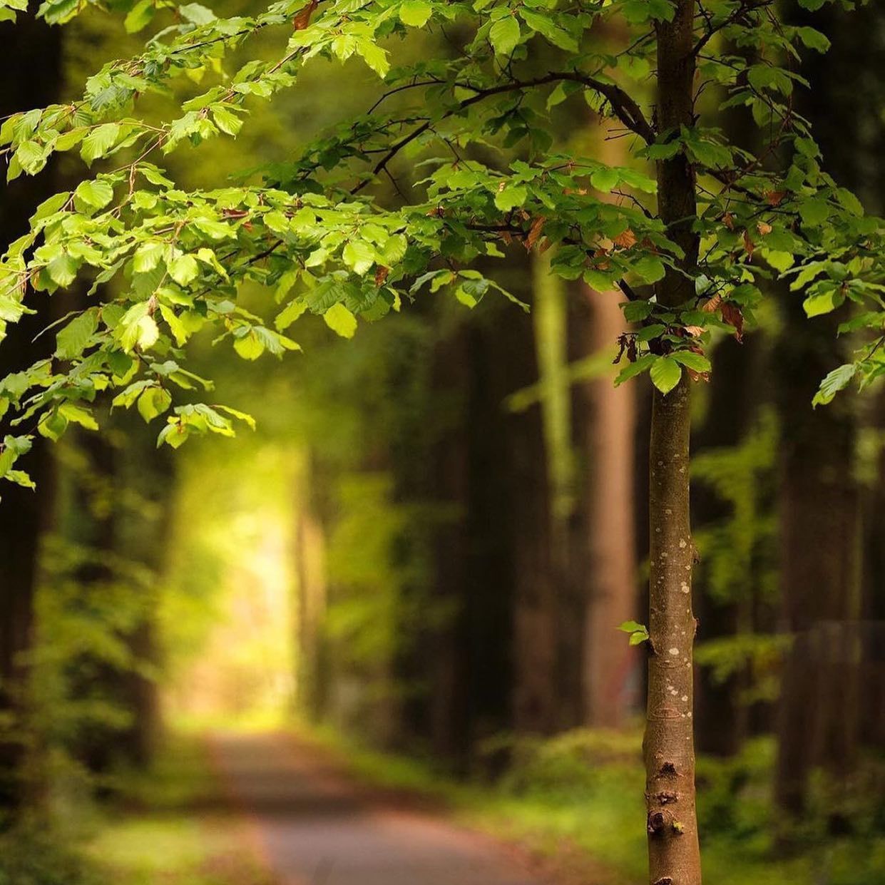 Photo floutée d'une forêt