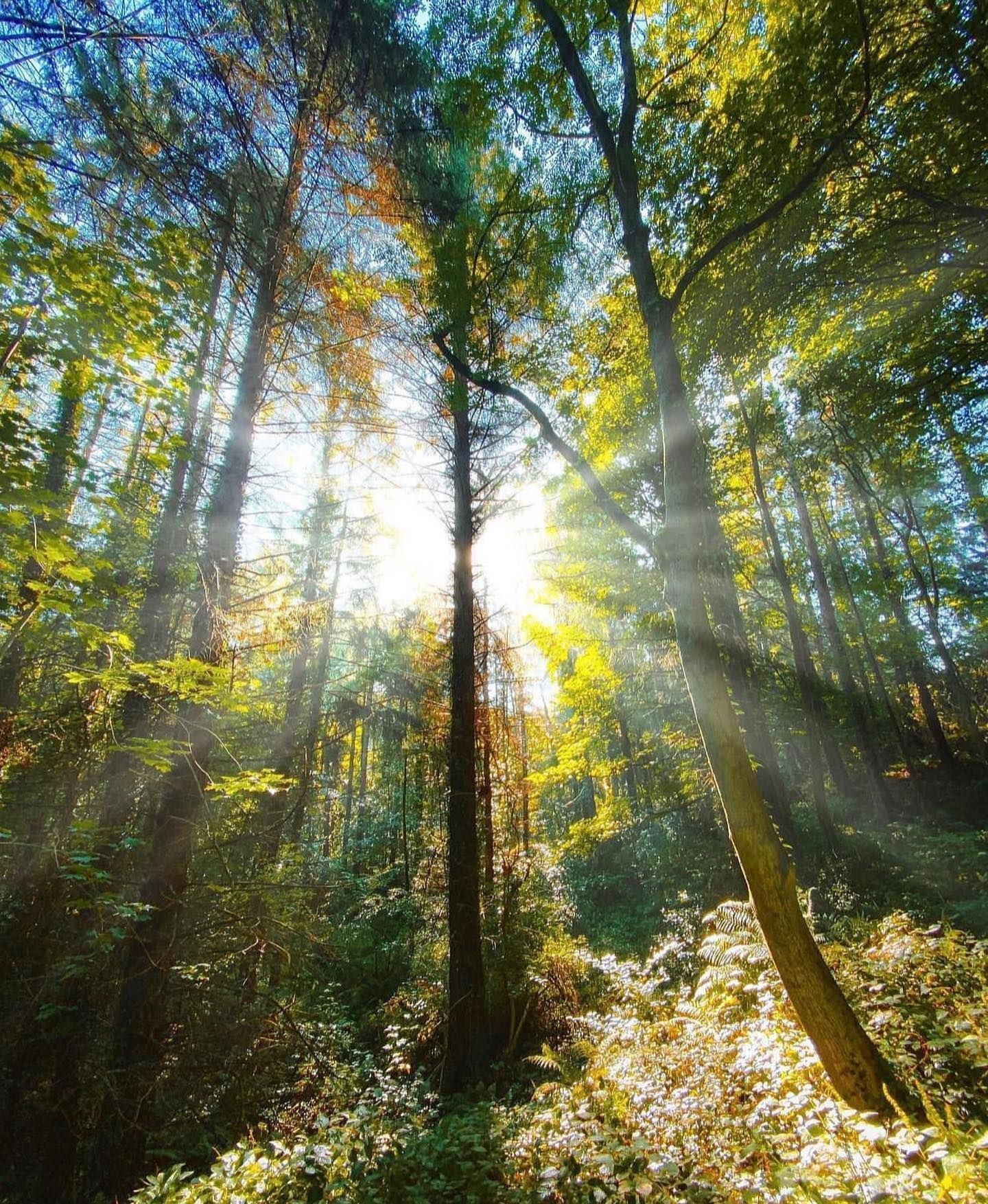 Photo d'une forêt avec un rayon de soleil entre les arbres