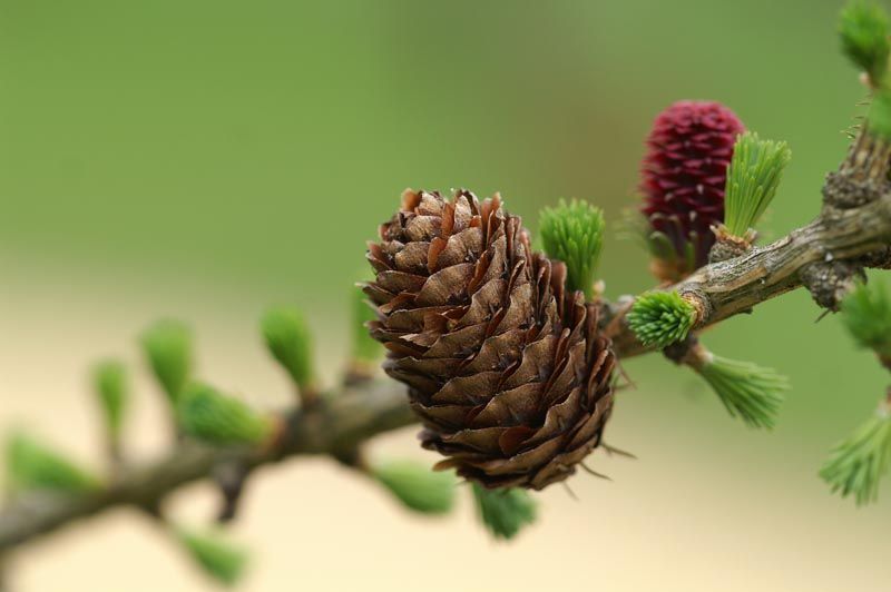 Photo d'un cône de pin