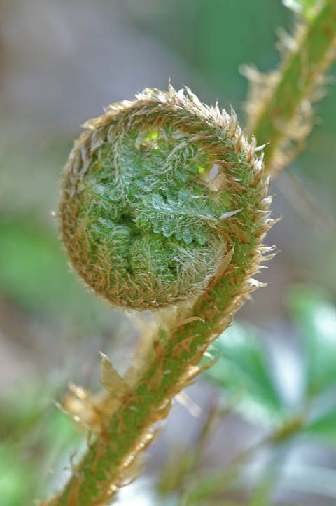 Photo d'une fougère