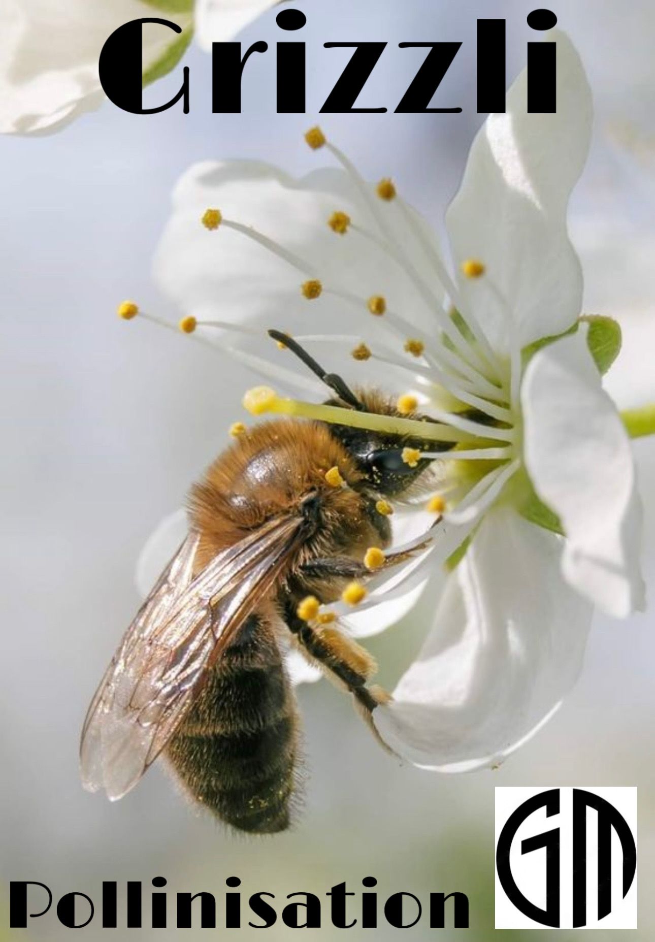 Photo d'une abeille qui butine