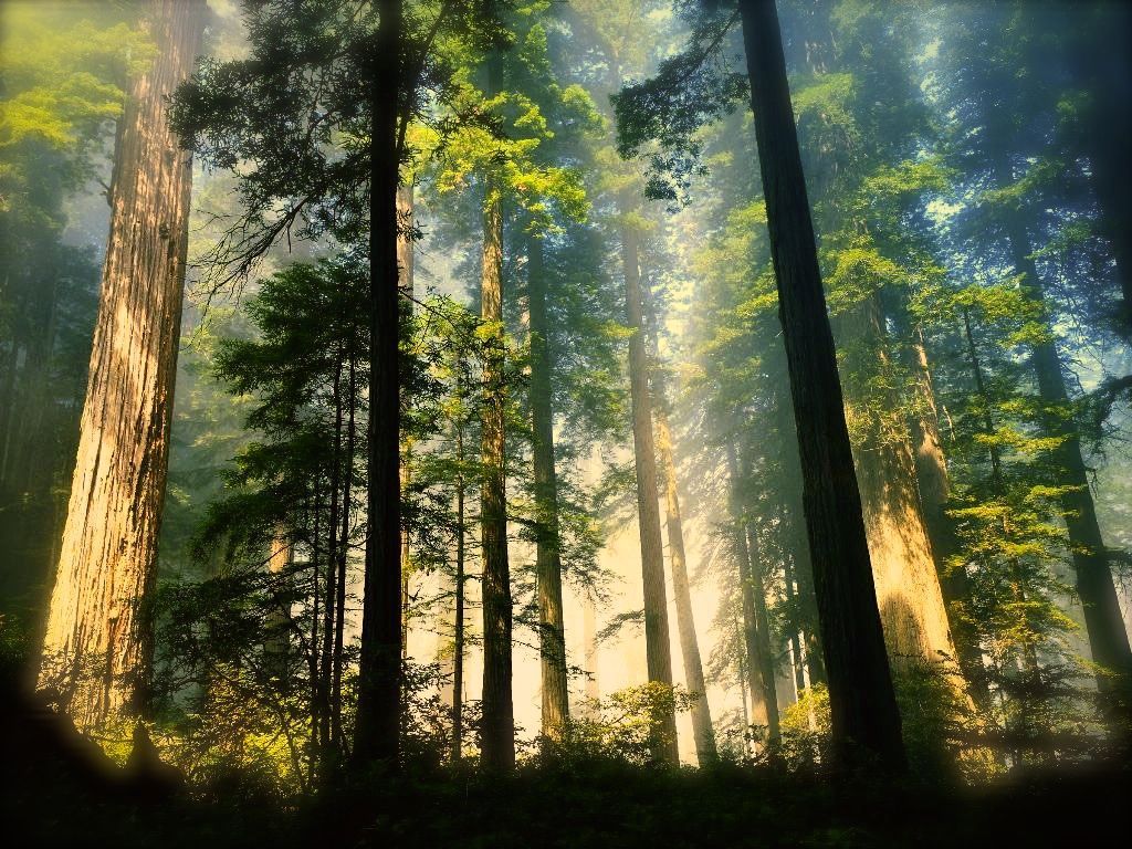 Photo d'une forêt avec des grands arbres