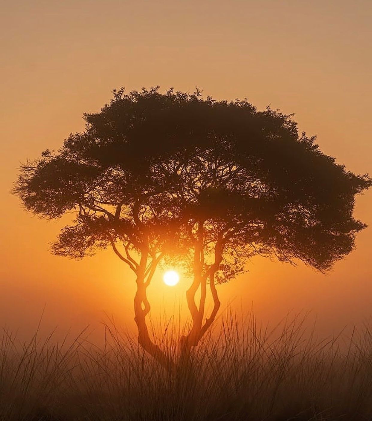 Photo d'un arbre dans la savane au coucher du soleil