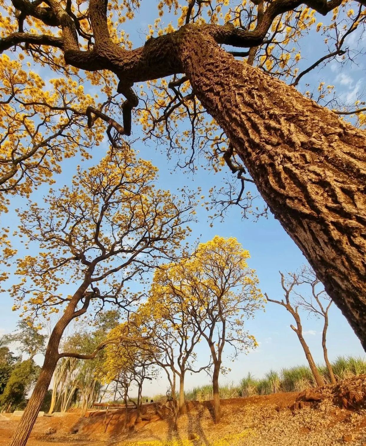 Photo d'un arbre utilisé pour les lames de terrasse en ipé