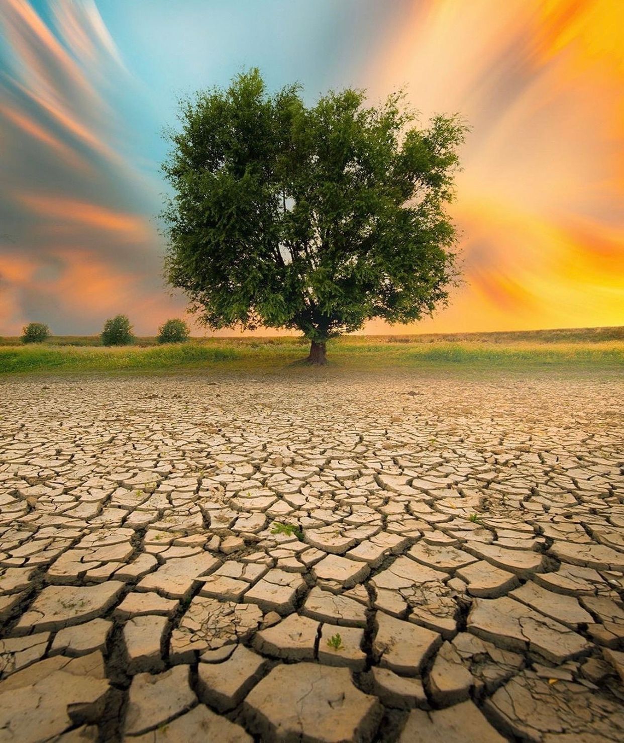 Sécheresse d'un terrain avec un arbre