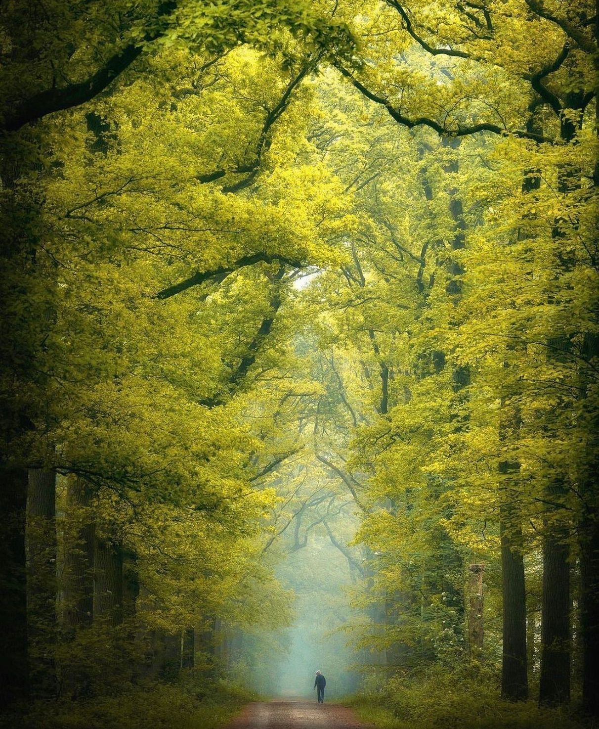 Photo d'une allée dans une forêt verdoyante