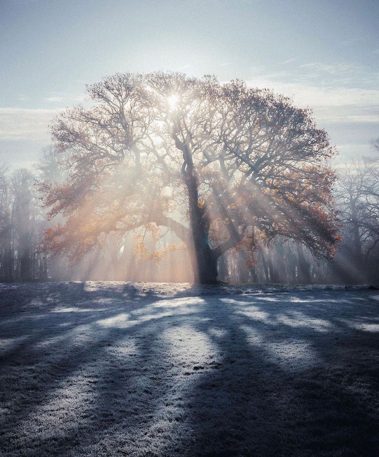 Photo d'un arbre dans la neige