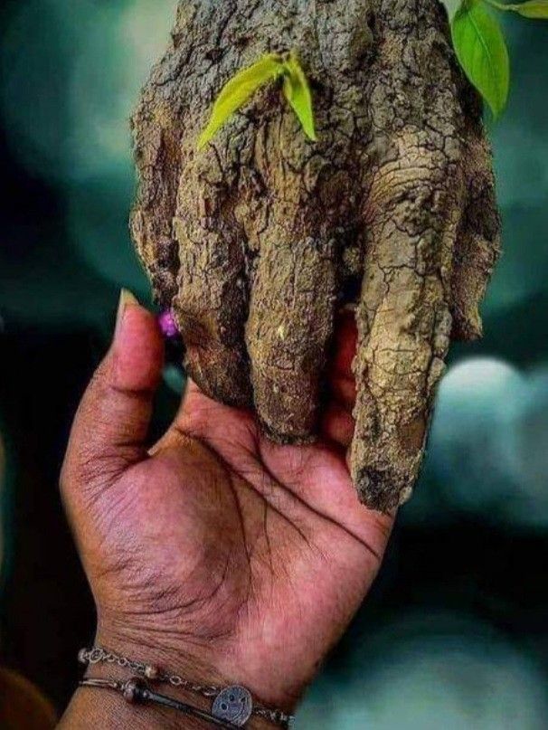 Photo d'une main humaine qui tient une main en tronc d'arbre