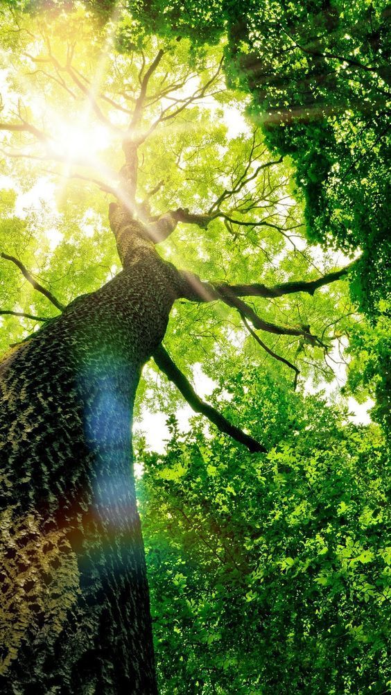 Photo d'un chêne vert