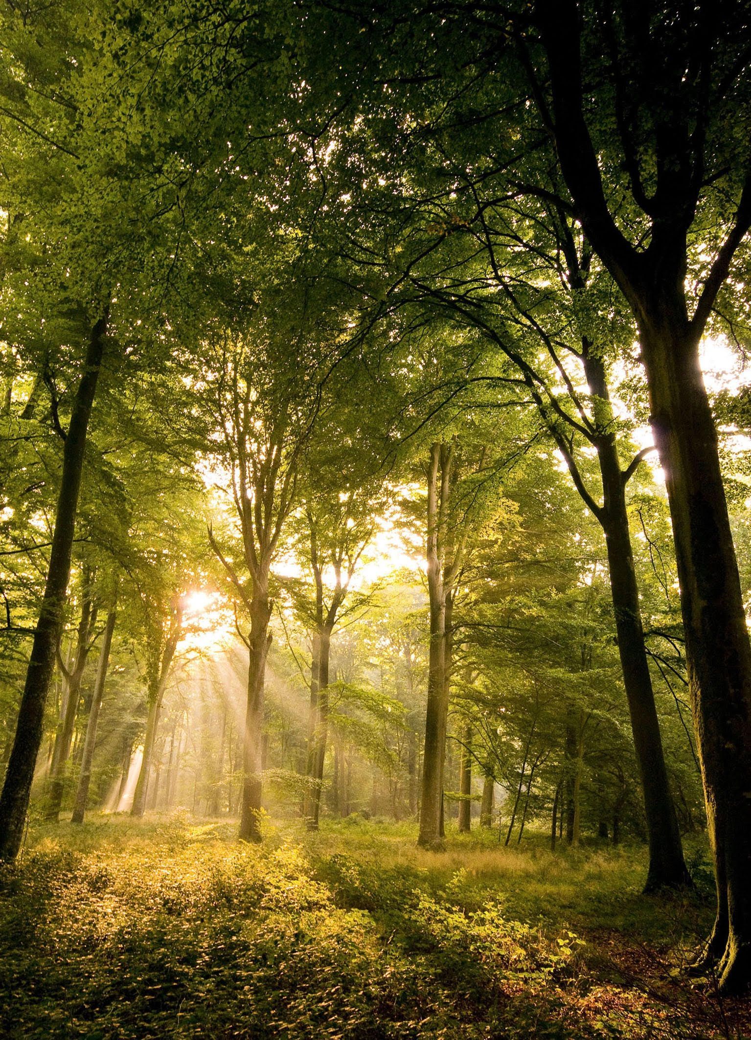 Forêt avec des rayons de soleil