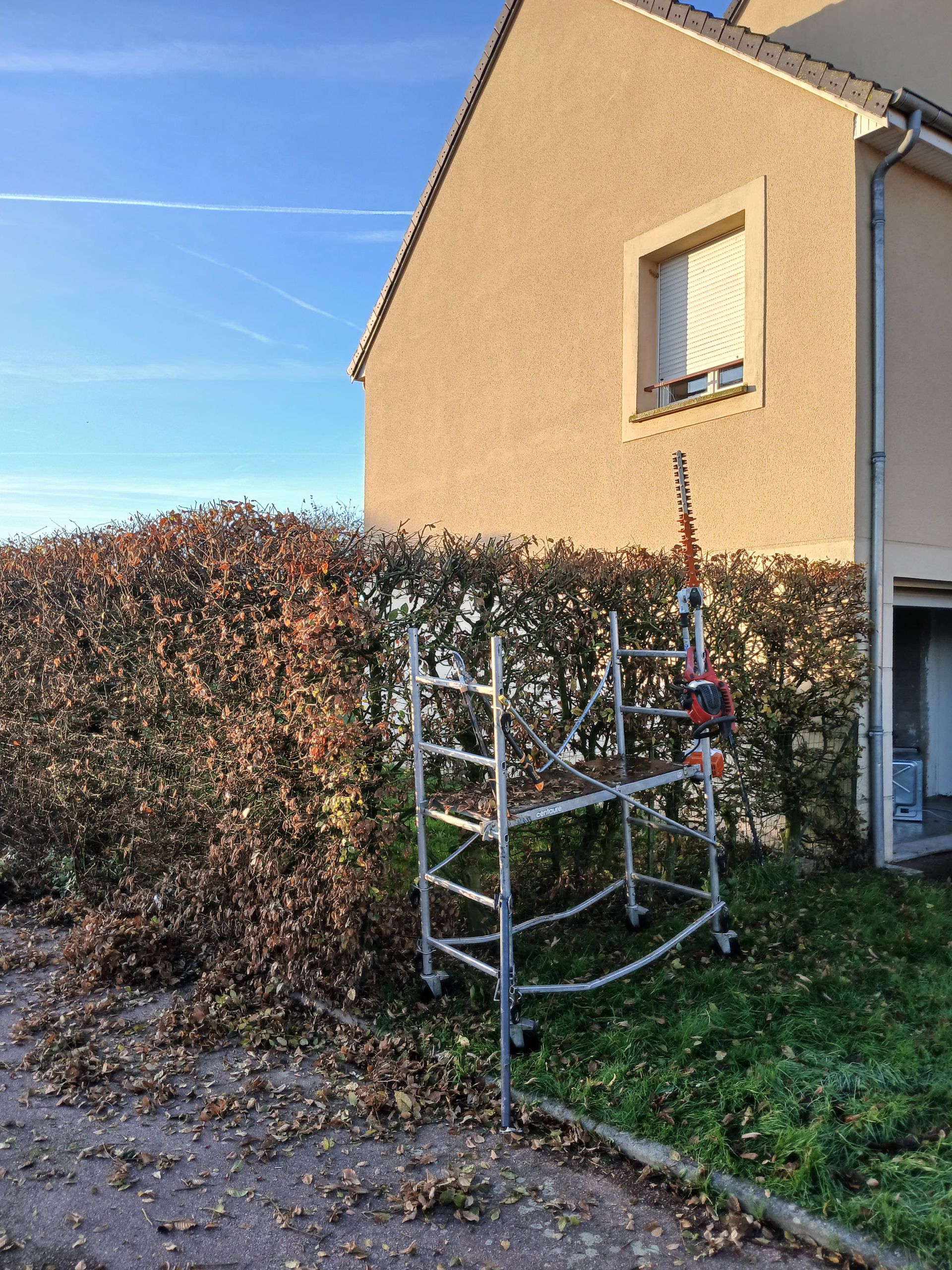 Taille de haie sur échafaudage