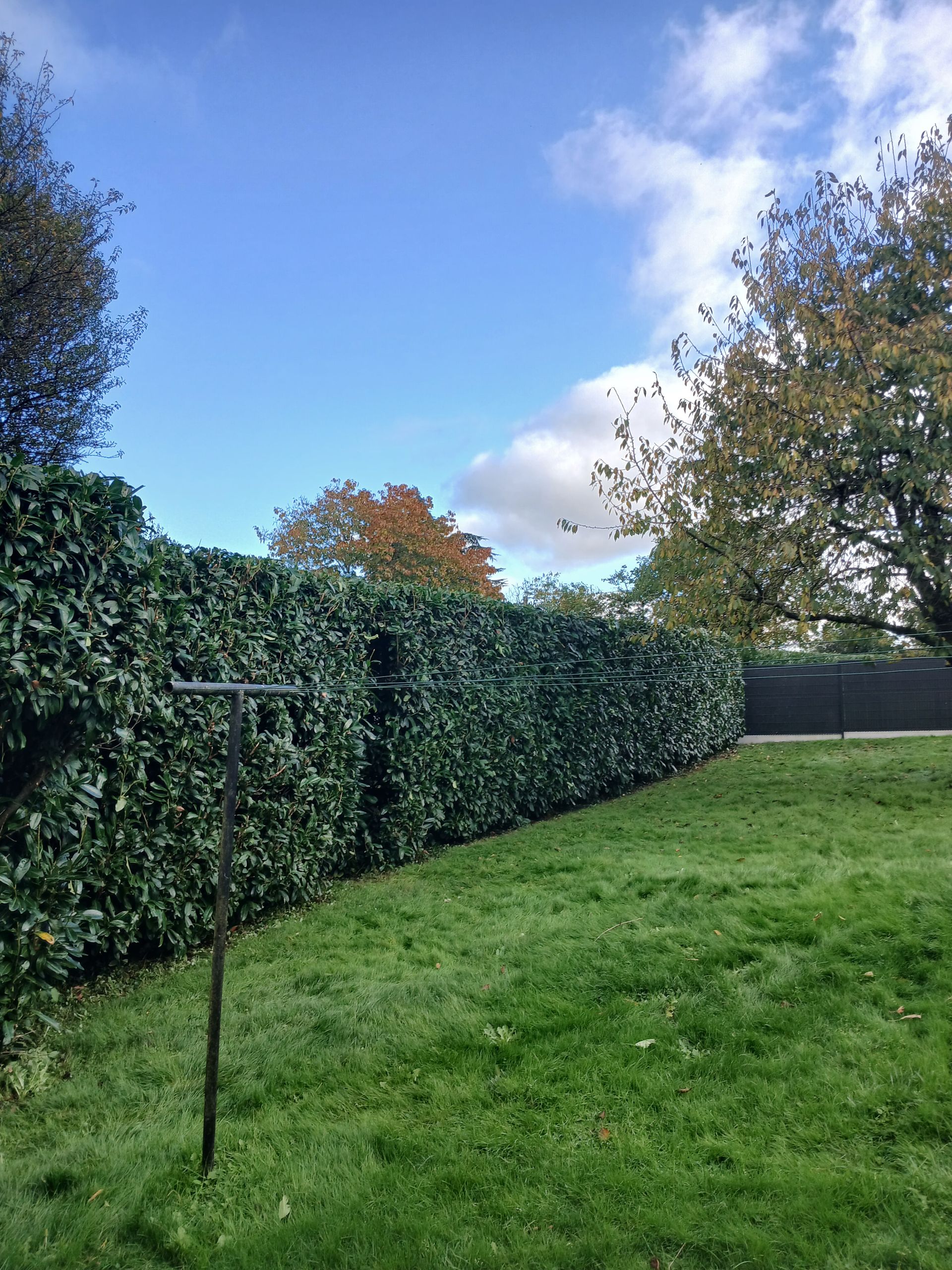 Une haie bien taillée