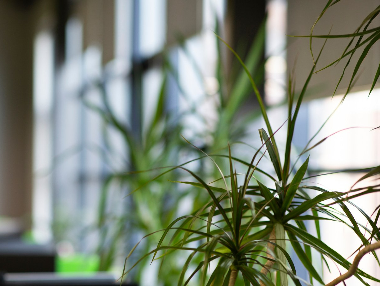 Plantes semi-artificielles