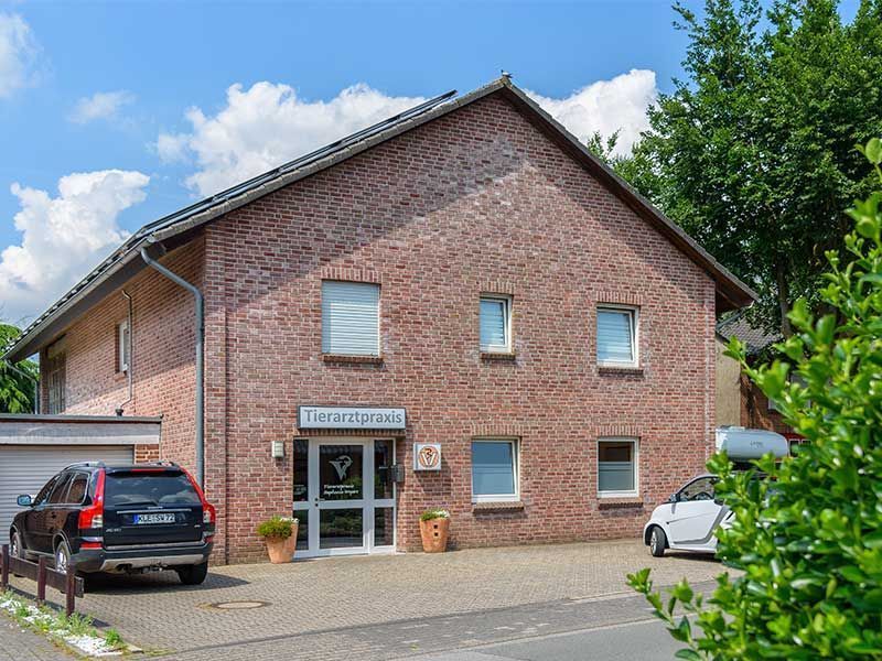 weyers braunes pferd