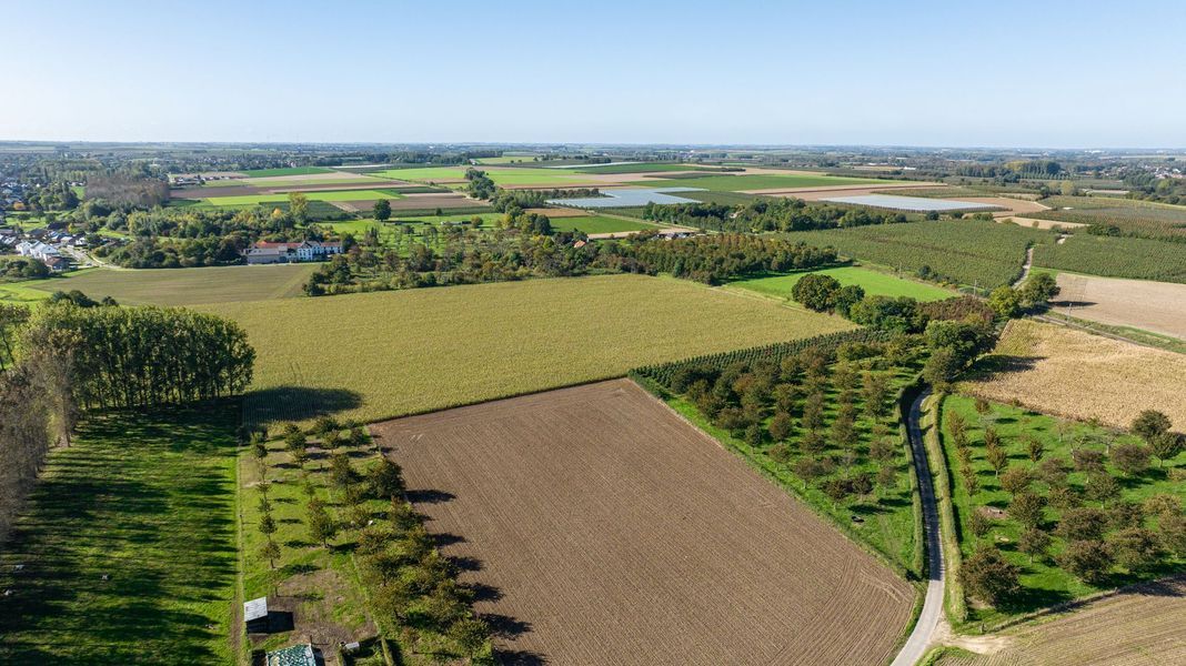 Luchtfoto van een lappendeken van landbouwgrond met groene velden, bruine percelen en rijen bomen.