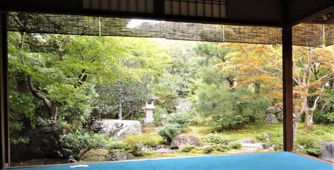 Überdachte Terrasse mit Blick auf einen üppigen Garten und den blauen Poolrand im Vordergrund