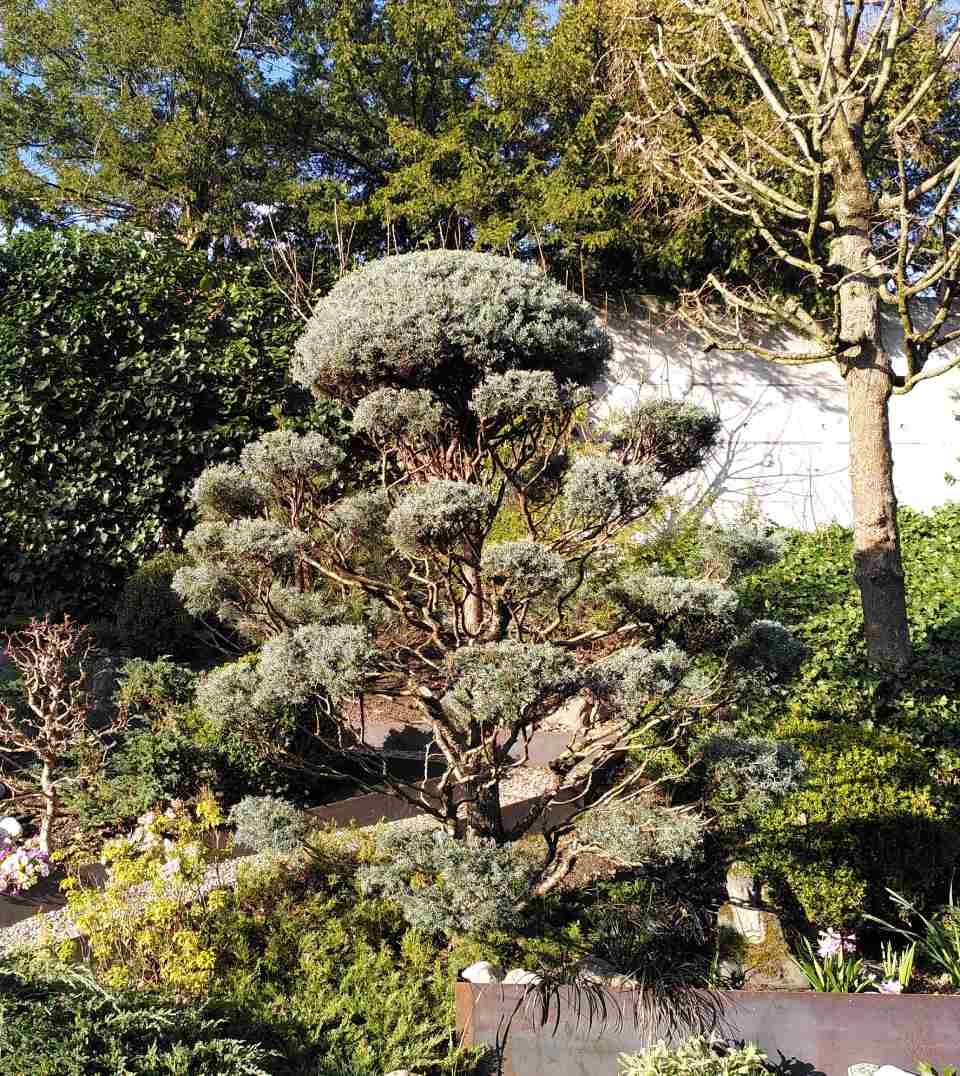 Ein formgeschnittener immergrüner Baum in einem sonnigen Garten mit dichtem Laubwerk und einer Steinmauer darunter