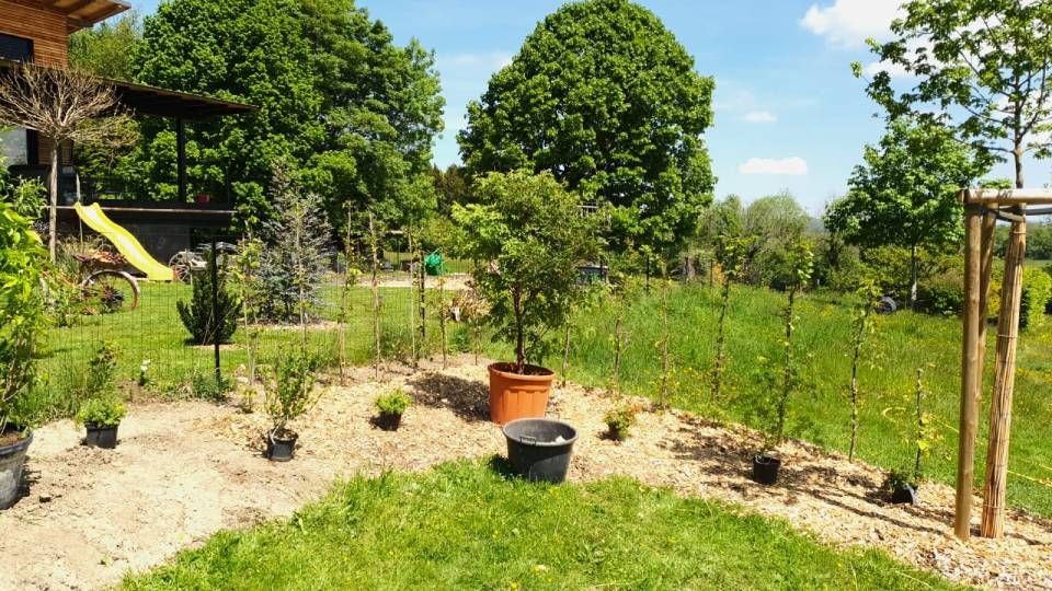 Sonniger Garten mit jungen Bäumen, Sträuchern und Topfpflanzen in einem angelegten Hof
