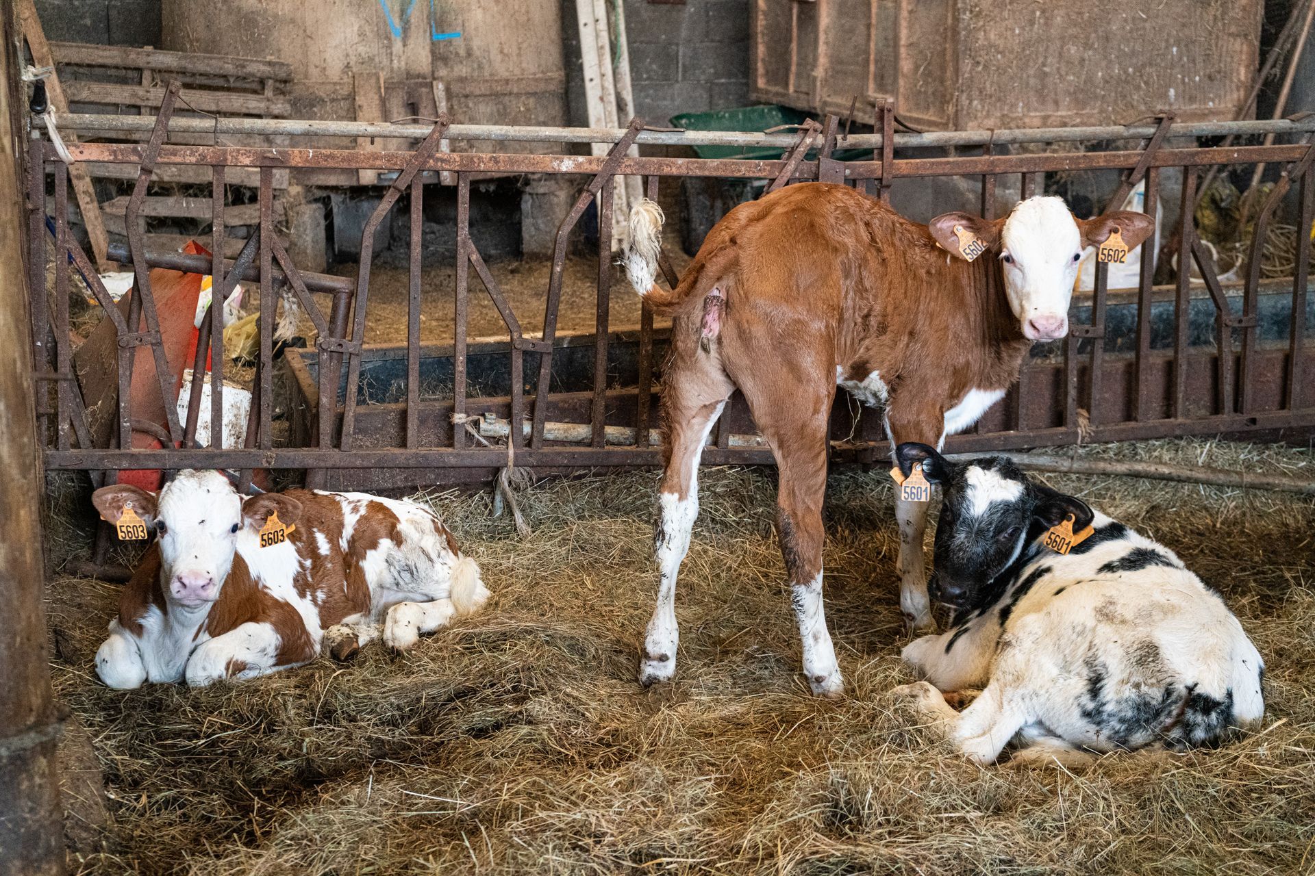 Des veaux couchés et debout.