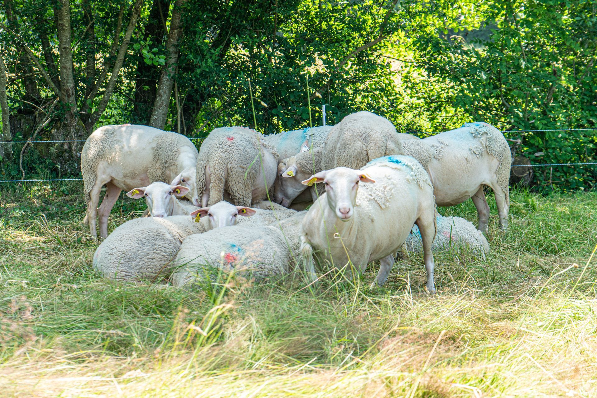Un troupeau de brebis.