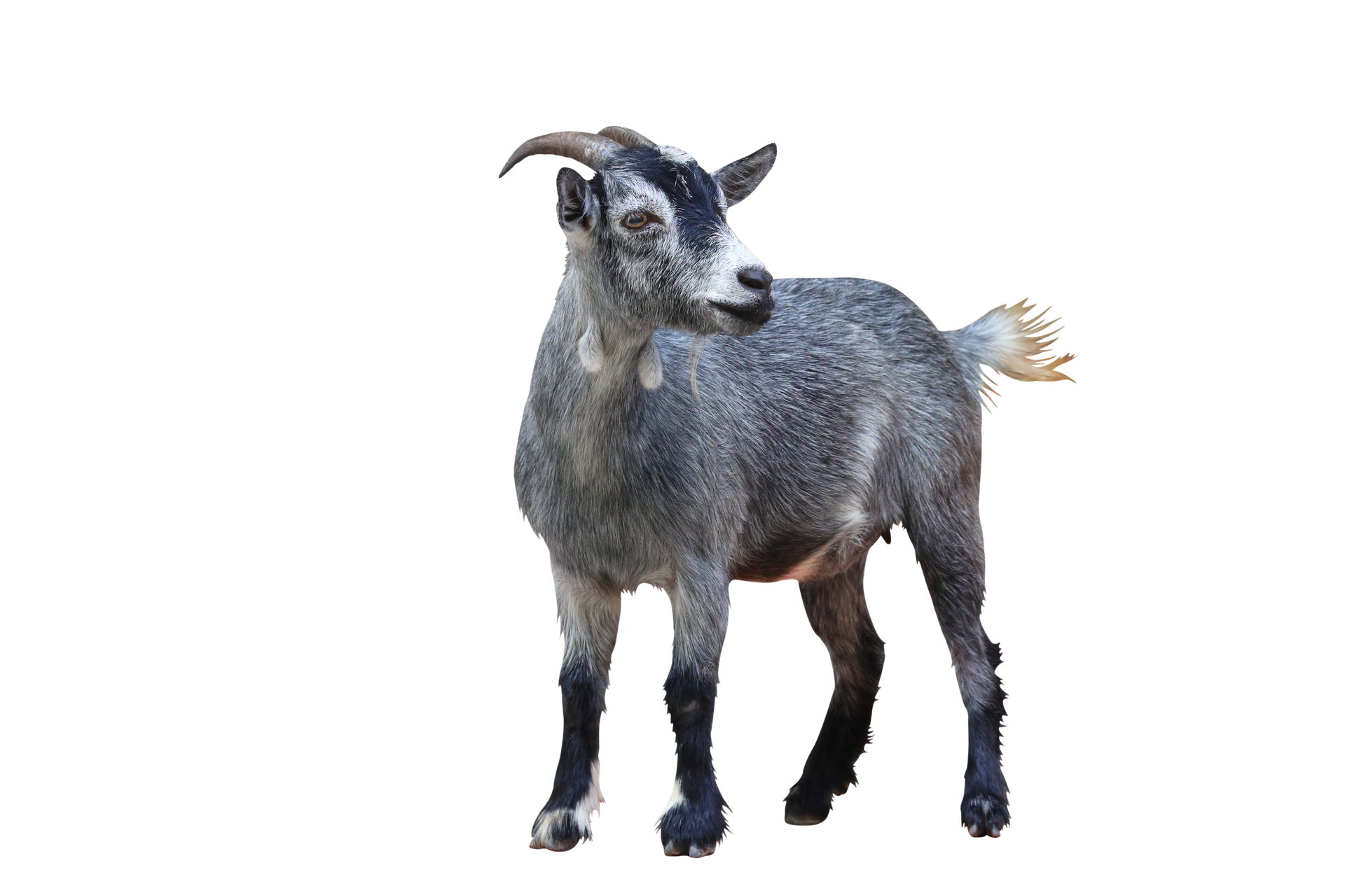 Une chèvre grise.