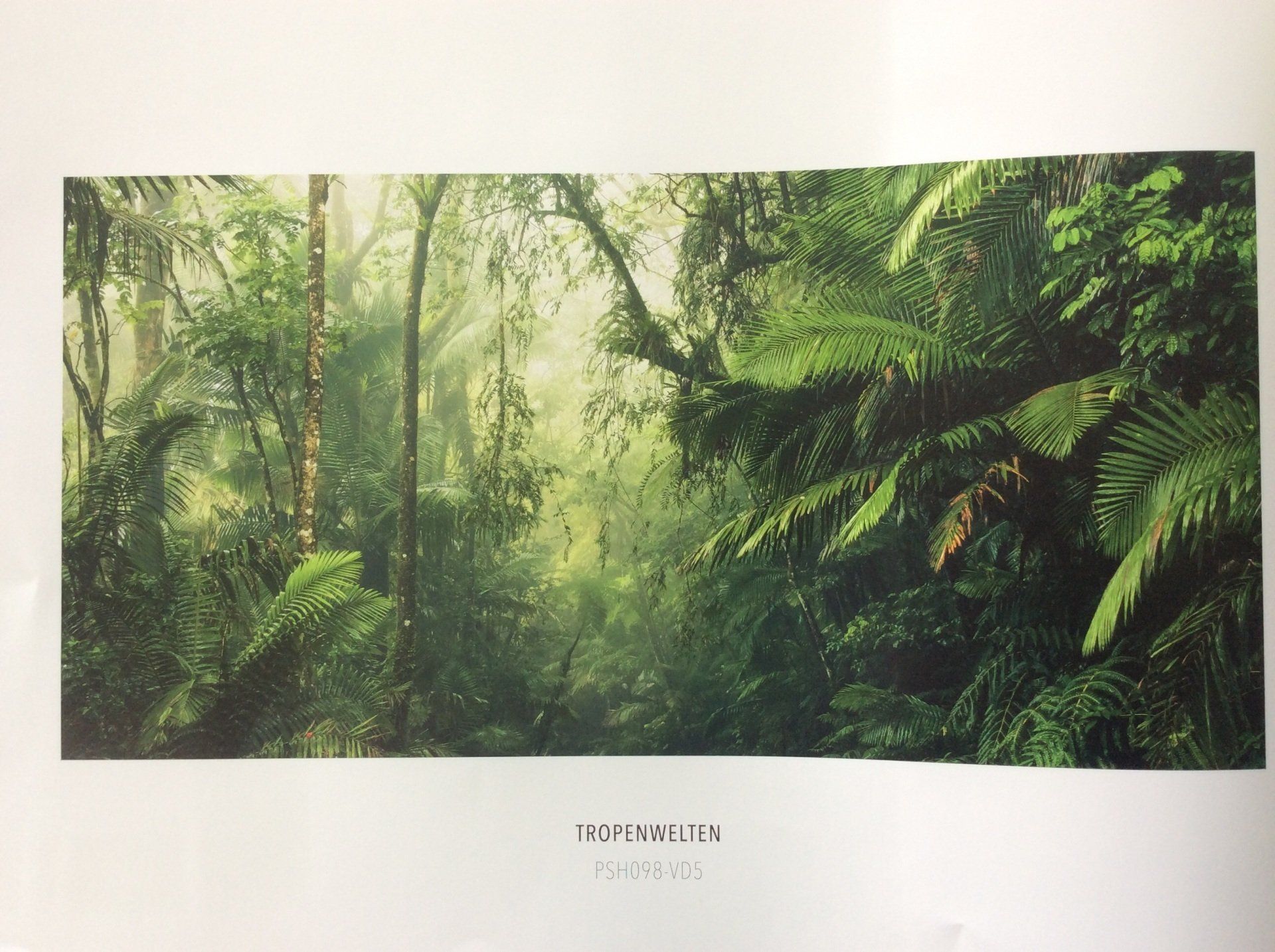 Papier peint panoramique foret