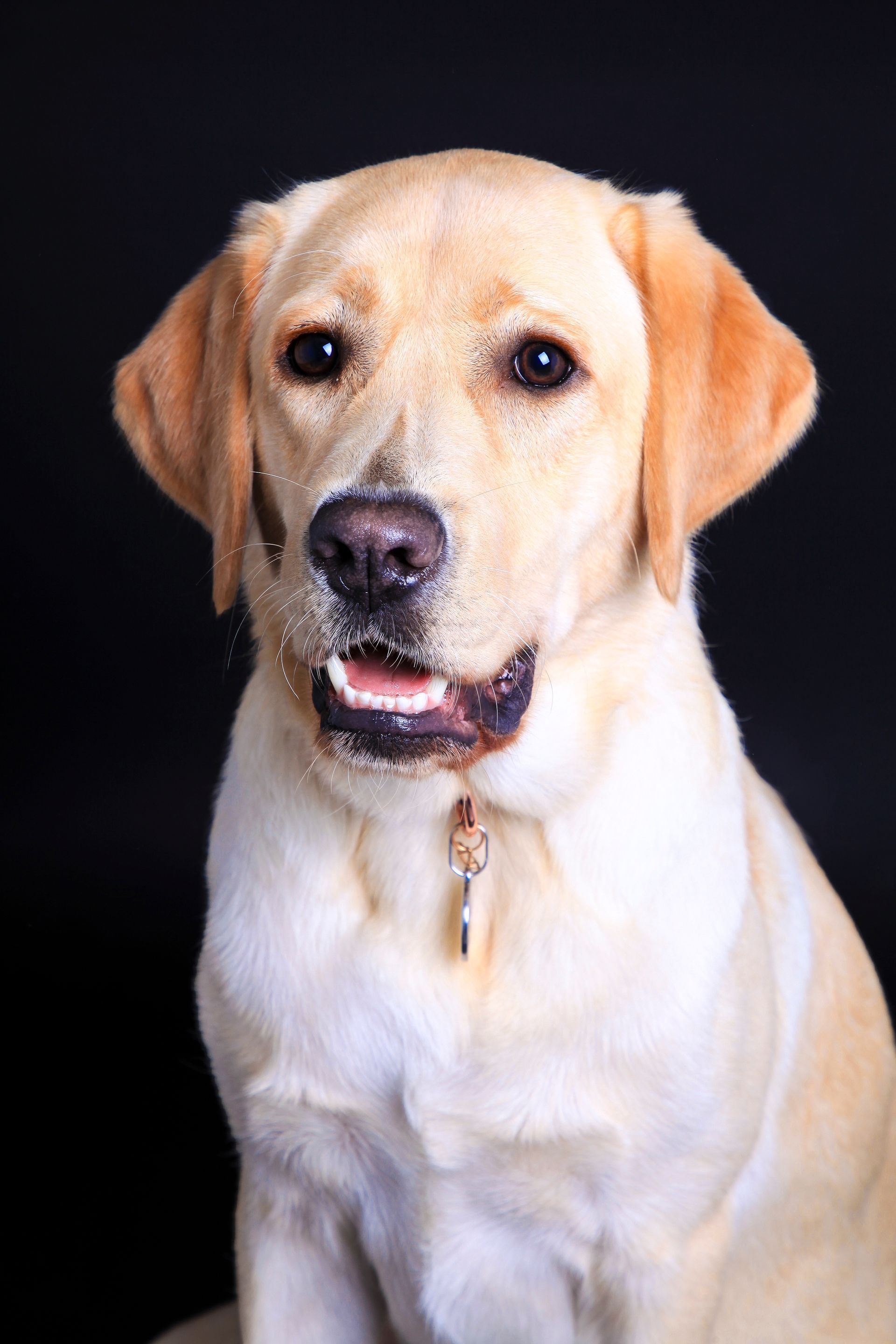 Portrait d'un chien de race Labrador
