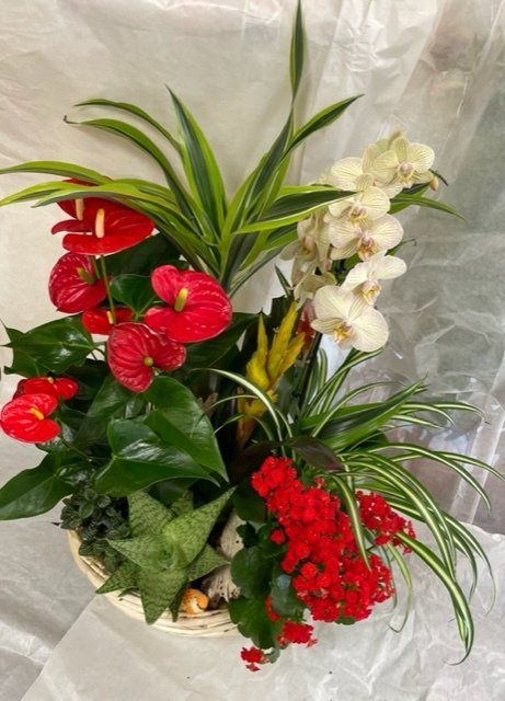 Composition en hauteur orchidée blanche et fleurs rouges