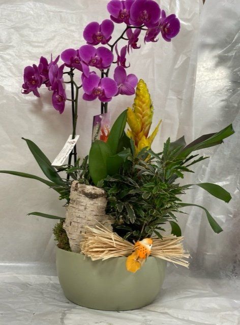 Composition d'orchidée