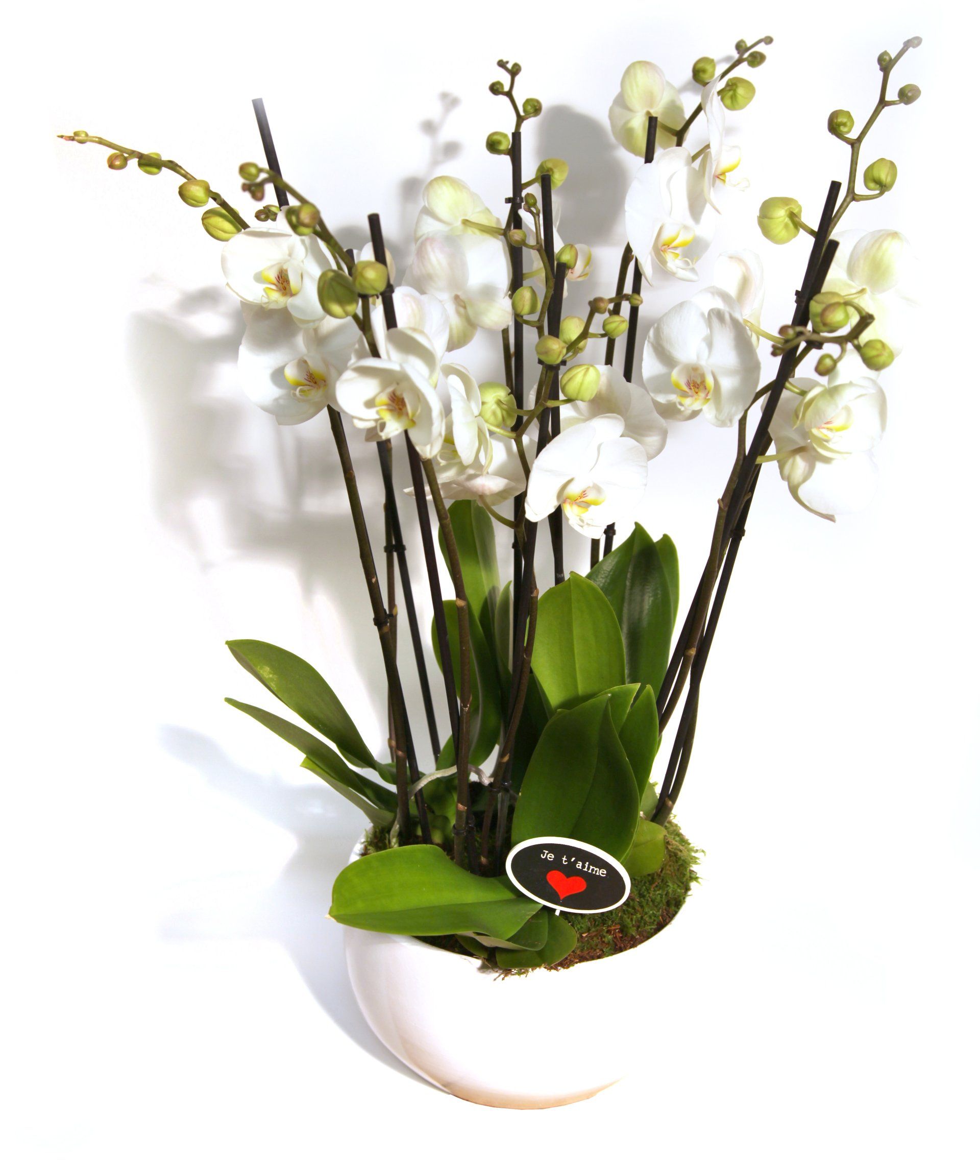 Coupe orchidée et racines