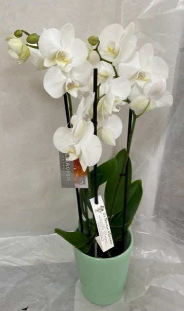 Orchidée blanche