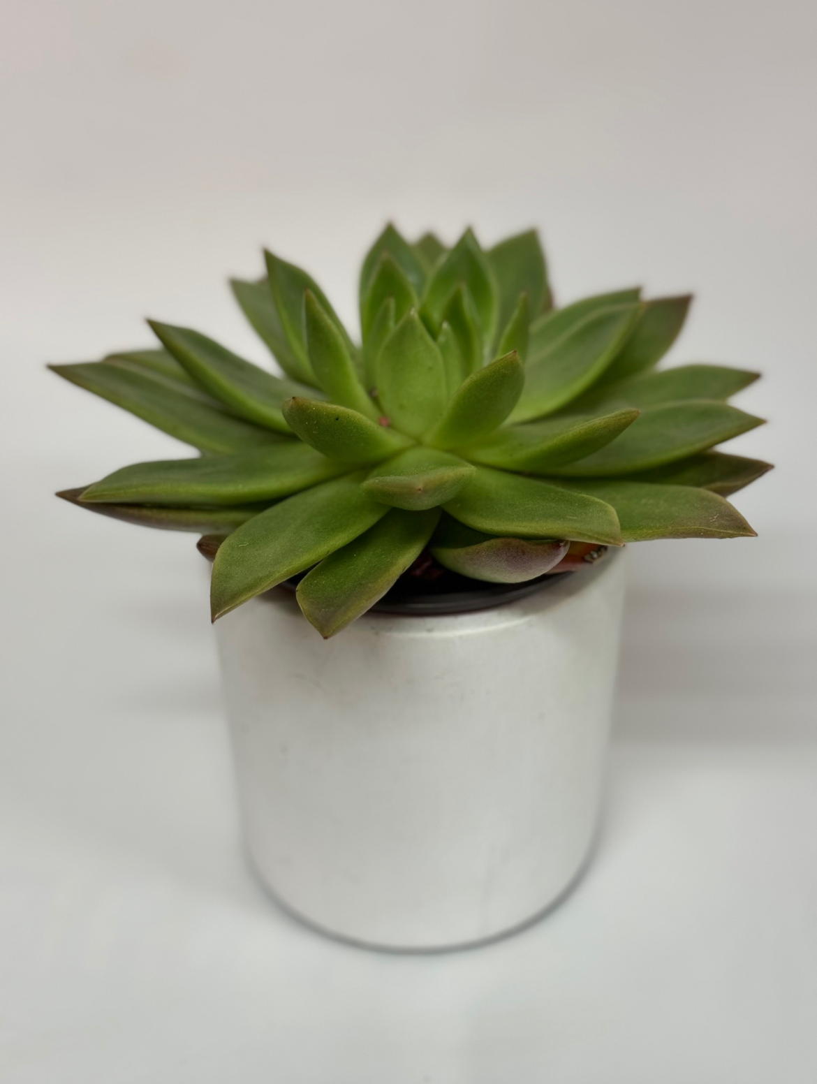 Un estante de madera lleno de plantas en macetas y libros.