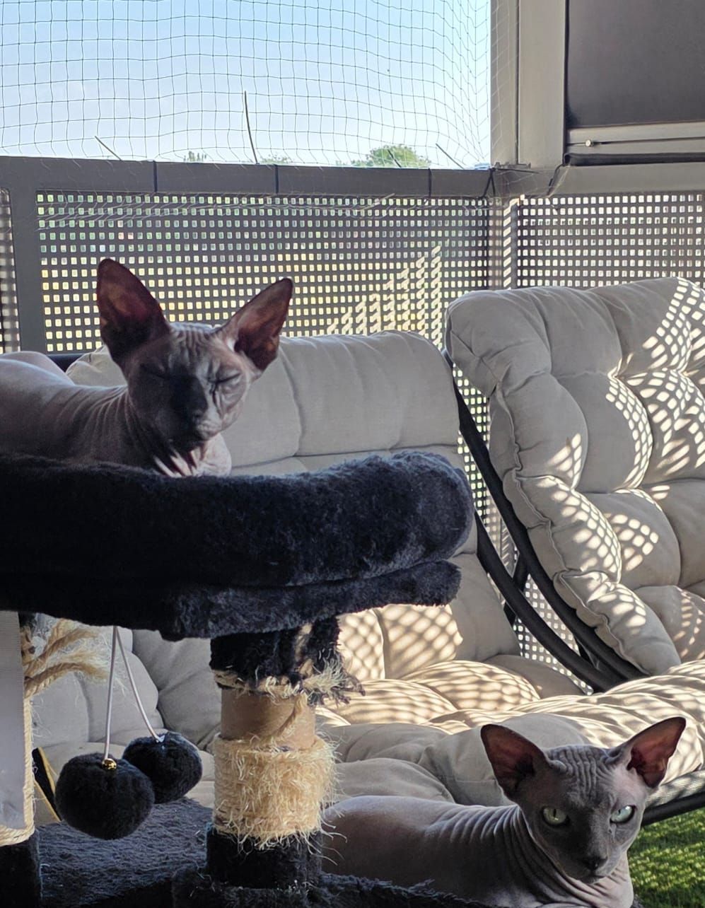 Dos perros pequeños descansando en un rascador negro para gatos en una zona de estar interior-exterior iluminada por el sol.
