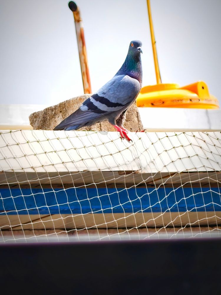 Una paloma azul posada en la barandilla de un barco con equipo naranja al fondo.