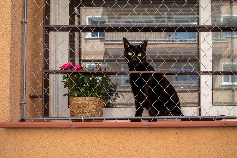 Un gato negro sentado en un balcón detrás de una malla metálica, junto a una maceta con una flor rosa.